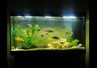 Säljer Akvarium Juwel Rio 350 med Skåp