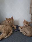 Kattungar röda hanar