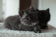 Ragdoll blandis
