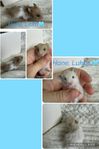Guldhamsterungar långhåriga 