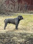 Old English bulldog 