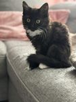 Kattunge hona