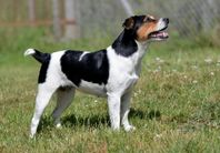 Dansk svensk gårdshund tik 3 år