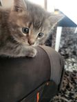 kattunge 