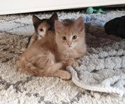 Kattungar