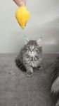 maincoon hane