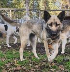 Alaskan Husky Tik