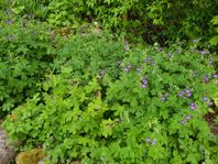 Näva Geranium uppgrävda plantor gratis snabb hämtning