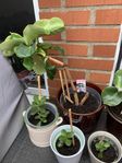 Blomväxt + Kruka 