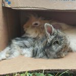 4 st Angora kanin ungar leveransklara