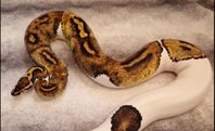 pastel pied pos het dg PB