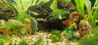 Endler guppys ( Peocilla wingei)