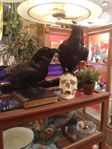 Hugin och Munin, uppstoppade korpar