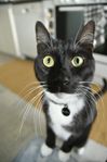 AKUT Omplacering! Hankatt 