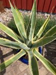 Stor Agave kaktus med kruka