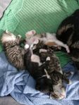 kattungar