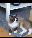 Ragdoll för parning 