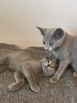 Två underbara Russian Blue-kattungar söker nytt hem
