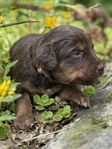 Mini Aussiedoodle valpar 