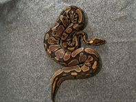 het pied hona 3kg