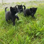 Kattunge 