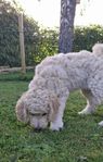 Labradoodlevalp