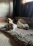 Golden Retriever Valpar