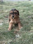 cockerpoo valp tikar