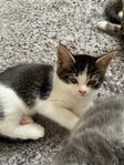 kattunge