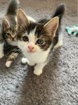 kattunge