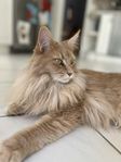 Maine coon