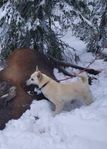 blandras hund