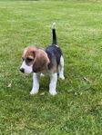 Jakthund Beagle