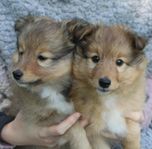 Shetland sheepdog valpar