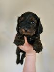 Cockerpoo (blandras, cockerpoovalpar, valp)
