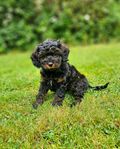 Cockerpoo (blandras, cockerpoovalpar, valp)