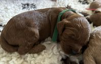 Australien labradoodle medium