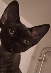 Devon Rex kattungen Neo vill ju också ha ett hem 