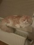katt