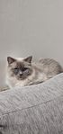 Ragdoll Katt