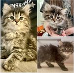 Sibirisk kattunge med stamtavla fodervärd