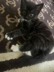 kattor