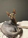 Renrasig Sphynx 