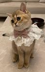 katt