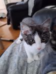 kattunge