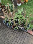 Luktärt plantor + kruka 