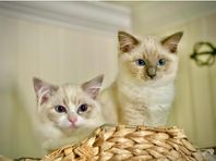 Ragdoll kattungar med stamtavla 