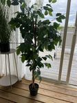 Konstväxt 