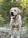 Labrador retriever omplacering 