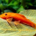 sp-red ancistrus/bristlenose